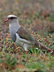 Andean Lapwing