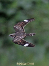 Anthonys Nightjar