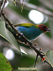 Bay-Headed-Tanager