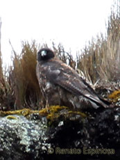 Black-and-chestnut Eagle