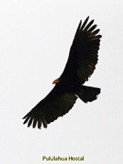 Black Caracara - Daptrius ater