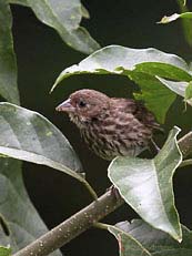 Blue-black Grassquit-female