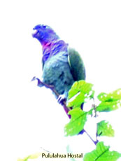 Blue-headed Parrot