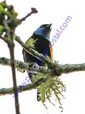 Blue-necked Tanager