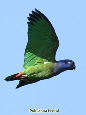 Blue headed Parrot