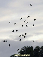 Bronze-winged Parrots