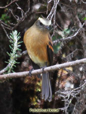 Brown-backed Chat-Tyrant