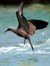 Brown Noddy