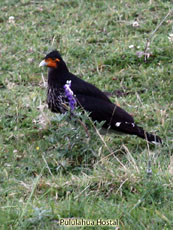 Caranculated Caracara