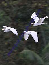 Cattle-Egret