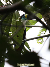 Channel-billed Toucan