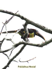 Chestnut-eared Aracari