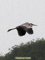 Cocoi Heron