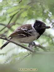 Collared Antshrike