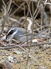 Collared-warbling Finch Male