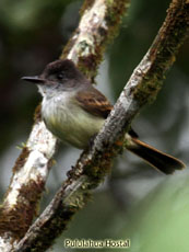 Dusky-capped Flycatcher