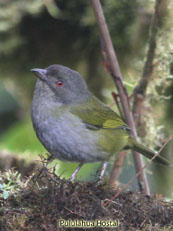 Dusky Bush-Tanager_Chlorospingus semifuscus