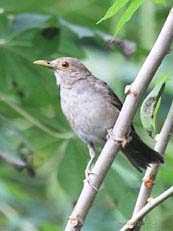 Ecuadorian Thrush