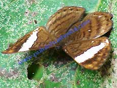 Metalmark