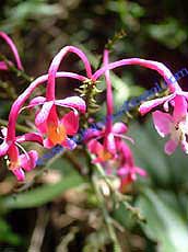 Epidendrum capricornu