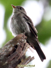 Estern Wood-Pewee