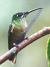 Green-crowned Brillant-Female