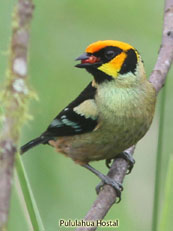 Flame-faced Tanager_Tangara parzudakii