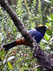 Golden-crowned Tanager