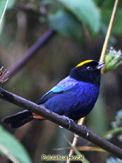 Golden-crowned Tanager