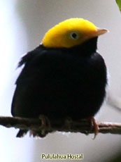 Golden-headed Manakin