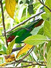 Grass-green-Tanager