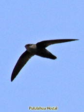 Gray-rumped Swift