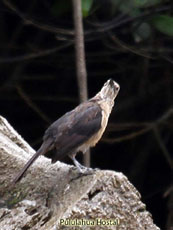 Great-tailed Grackle