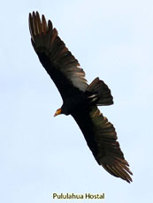 Greater Yellow-headed Volture