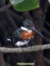 Green Kingfisher