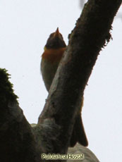 Guira Tanager