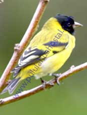 Hooded-Siskin