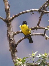 Hooded Mountain Tanager