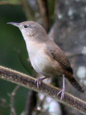 House Wren