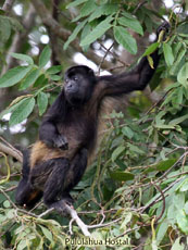 Howler Monkey