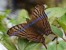 Hypanartia dione