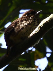 Lanceolated Monklet