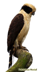 Laughing Falcon