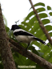 Magpie Tanager