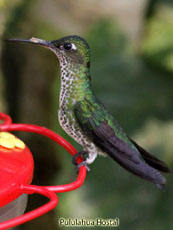 Many-spotted Hummingbird