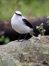 Masked-water-tirant--fluvicola-nengeta