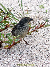 Medium Ground-Finch 