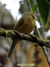 Ochre-bellied Flycatcher