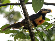 Pale-mandibled Aracari_Pteroglossus erythropygius