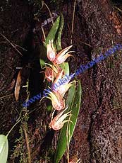 Pleurothallis sp